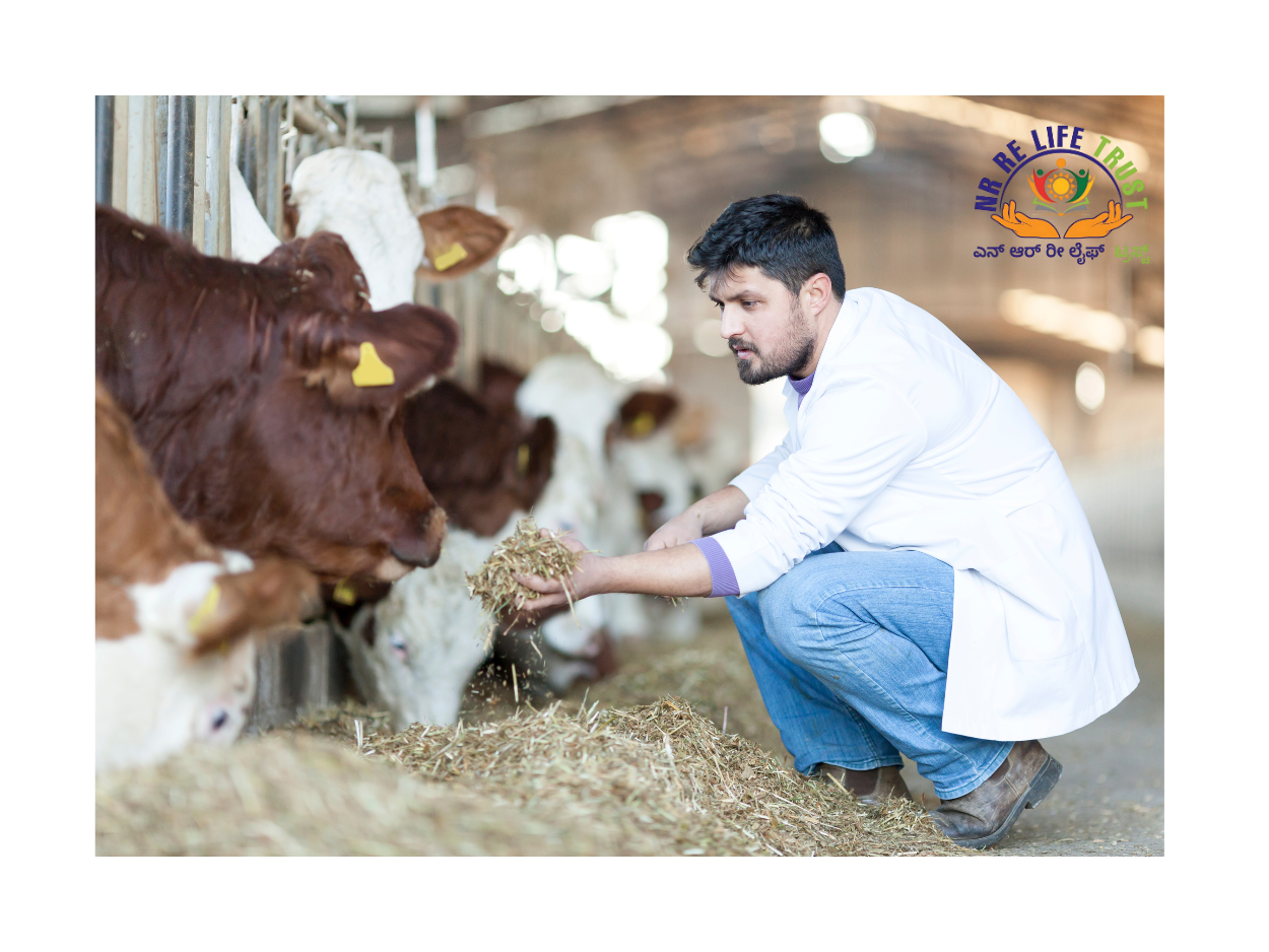 Cows being cared for
