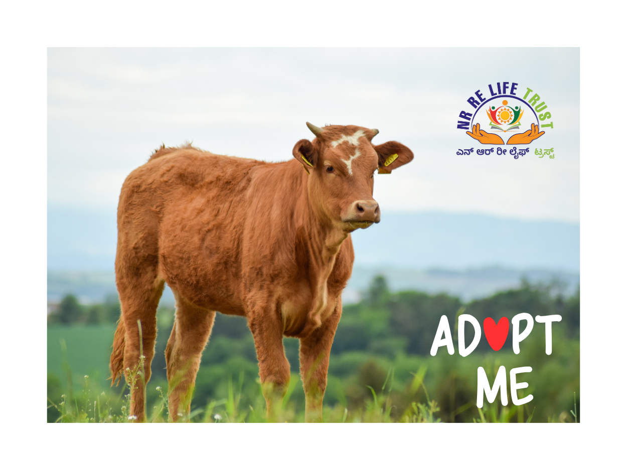 Sponsor a cow program